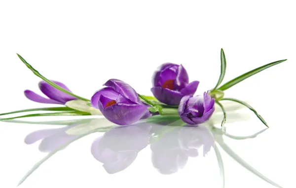 Vacker violett crocus isolerad på vit — Stockfoto