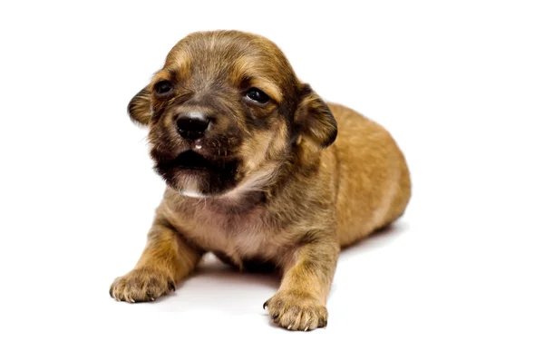 Teckel puppy op witte achtergrond — Stockfoto