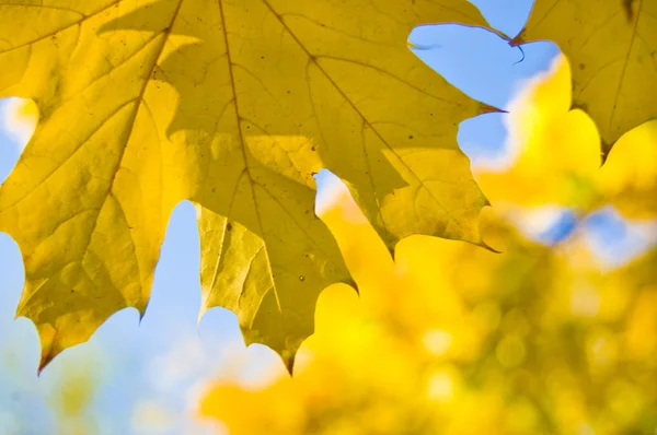 Herbstgelbe Blätter — Stockfoto