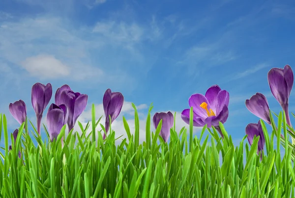 stock image Beautiful violet crocus under blue sky