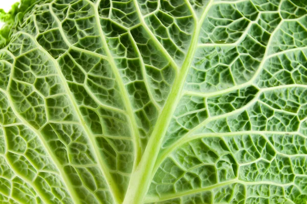 Leaf of Cabbage — Stock Photo, Image