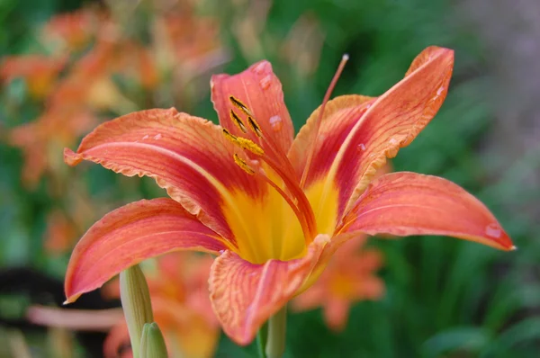 Stock image Orange lily