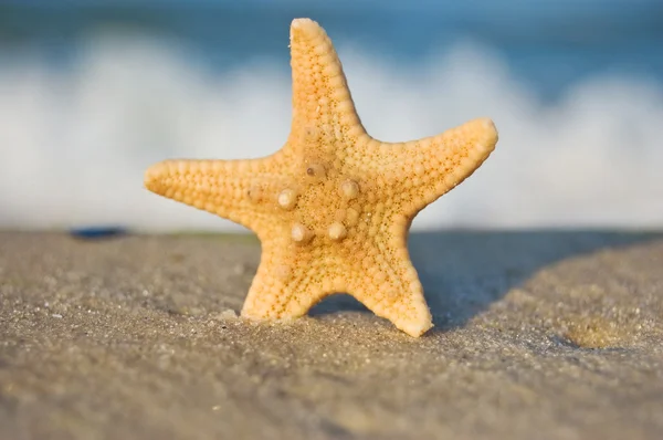 stock image A starfish on a sandy beach against blue sky