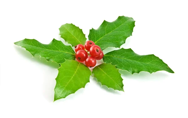 홀리 잎과 열매를 가진 크리스마스 훈장 — 스톡 사진