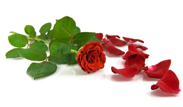 stock image Red rose on the white