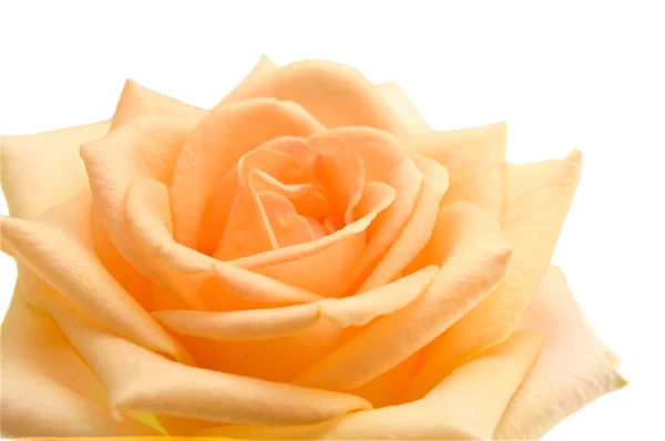 stock image Orange rose on the white