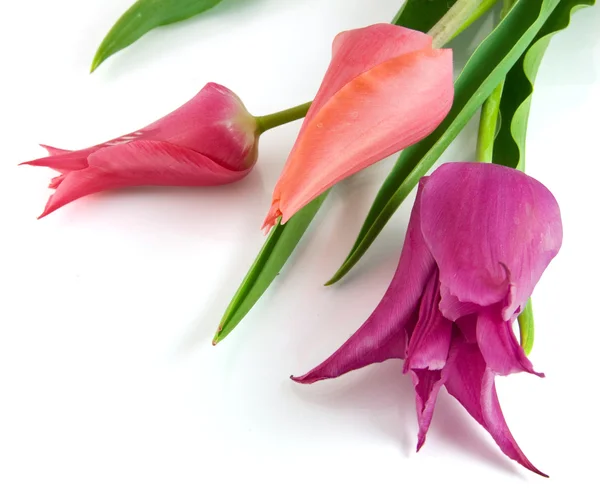 Pink tulip isolated on white — Stock Photo, Image
