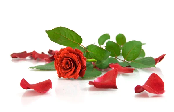 Rudá růže na bílé — Stock fotografie