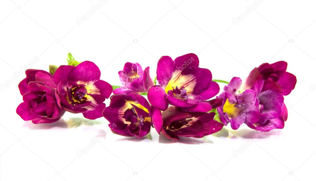 白バイオレット フリージア ストック写真 C Soyka564