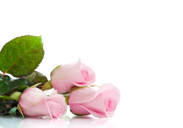 Rosa rosor på vit bakgrund — Stockfoto