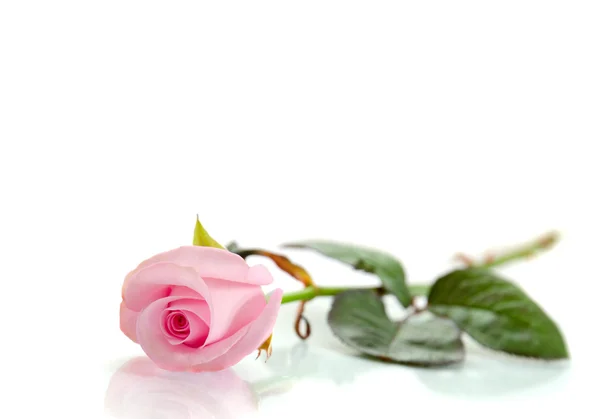 白色背景的粉红玫瑰 — 图库照片