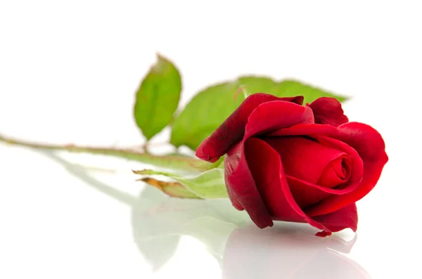 Κόκκινο τριαντάφυλλο στο λευκό — Φωτογραφία Αρχείου