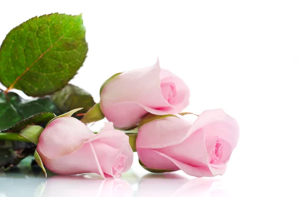 Rose rosa su sfondo bianco — Foto Stock