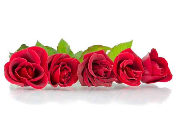 Rosas vermelhas no branco — Fotografia de Stock