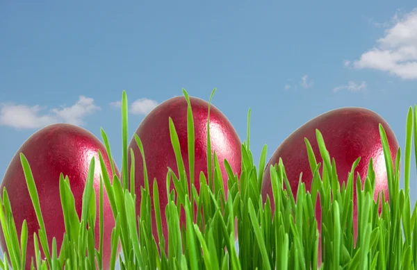 Rote Ostereier im grünen Gras unter blauem Himmel — Stockfoto