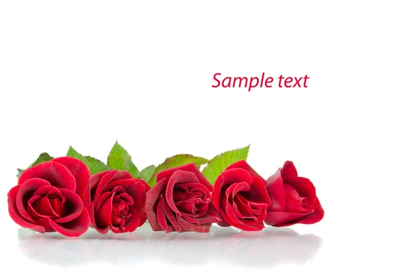 Red roses on the white — Stock Photo, Image
