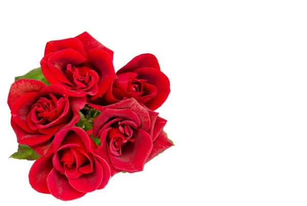 Bouquet of beautiful red roses — Stock Photo, Image