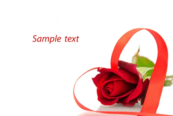 Red rose on the white background — Stock Photo, Image