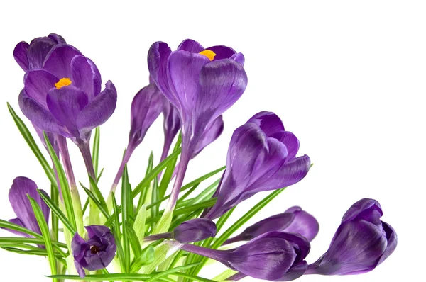 Bellissimo fiore viola isolato su bianco — Foto Stock