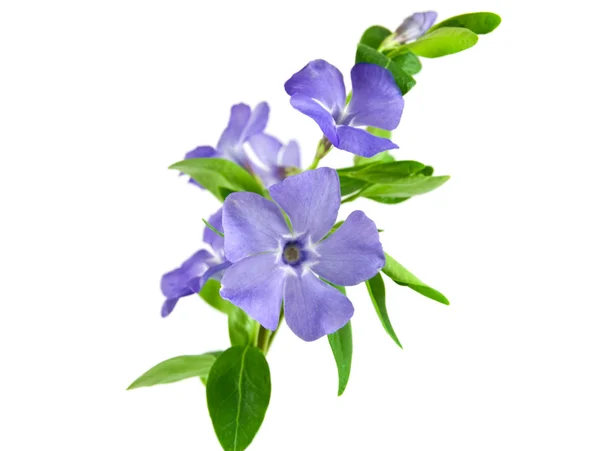 Krásná modrá květina izolované na bílé — Stock fotografie
