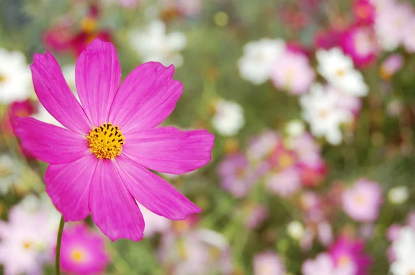 Krásné růžové bell květiny — Stock fotografie