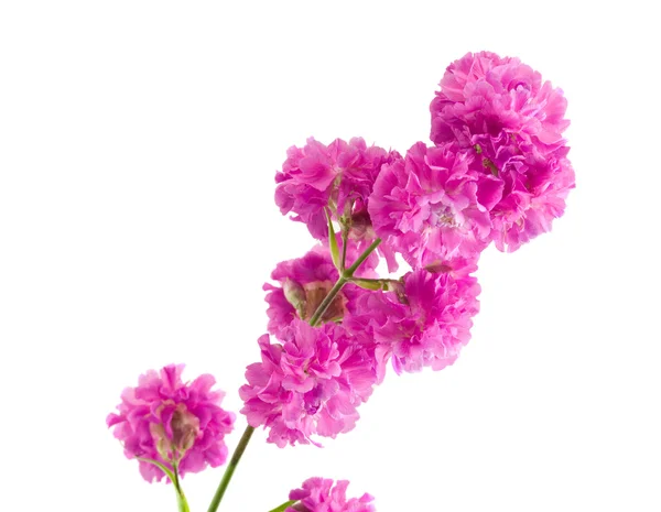 Красивый фиолетовый цветок изолирован на белом — стоковое фото