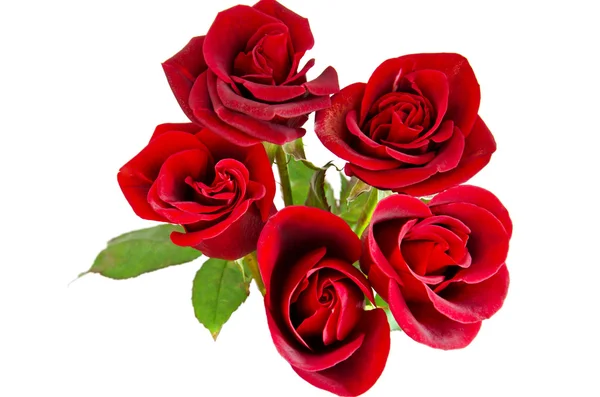 Красные розы на белом — стоковое фото