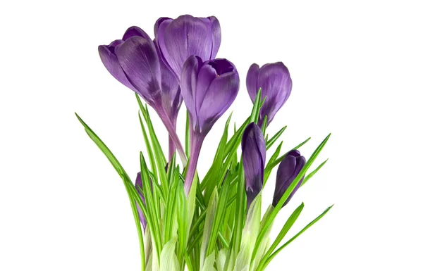 Bellissimo fiore viola isolato su bianco — Foto Stock