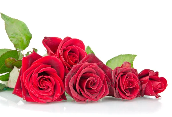 Красная роза на белом — стоковое фото