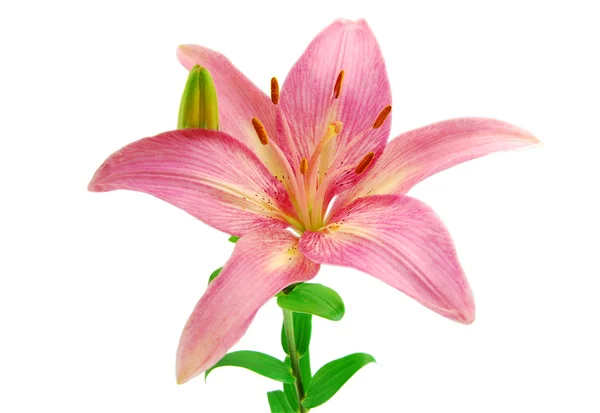 粉红百合花，白色背景 — 图库照片