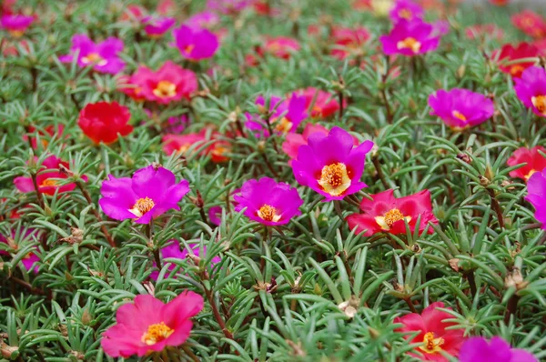 Kwiaty piękne dzwon fioletowy — Zdjęcie stockowe