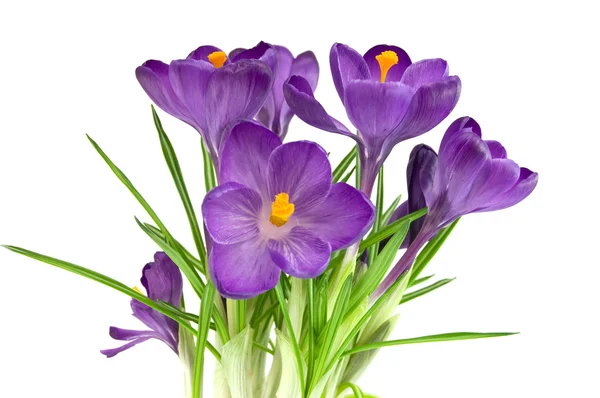 Красивый фиолетовый цветок изолирован на белом — стоковое фото