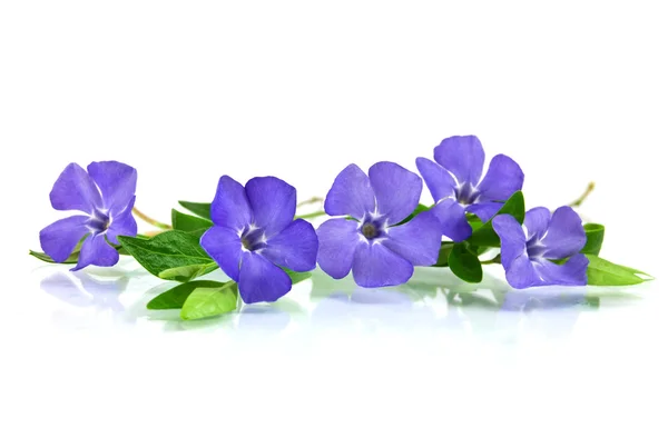 Vacker blå blomma isolerad på vit — Stockfoto