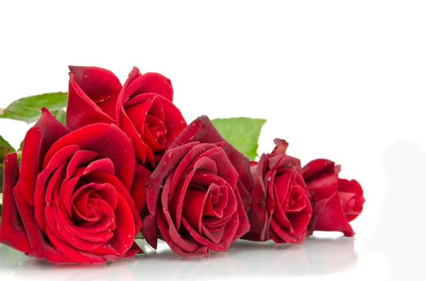 Rosa roja en el blanco —  Fotos de Stock
