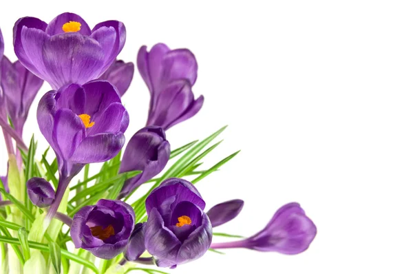 白で隔離される美しい紫色の花 — ストック写真