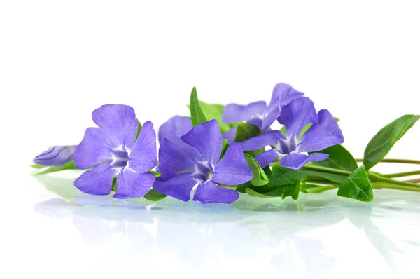 Vacker blå blomma isolerad på vit — Stockfoto