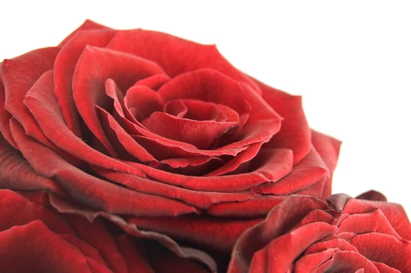 Red rose on the white Royalty Free Stock Photos
