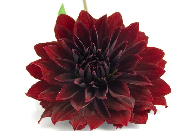 stock image Dahlia