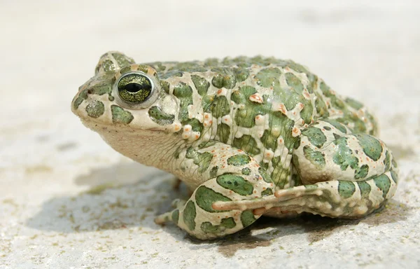 stock image Big toad