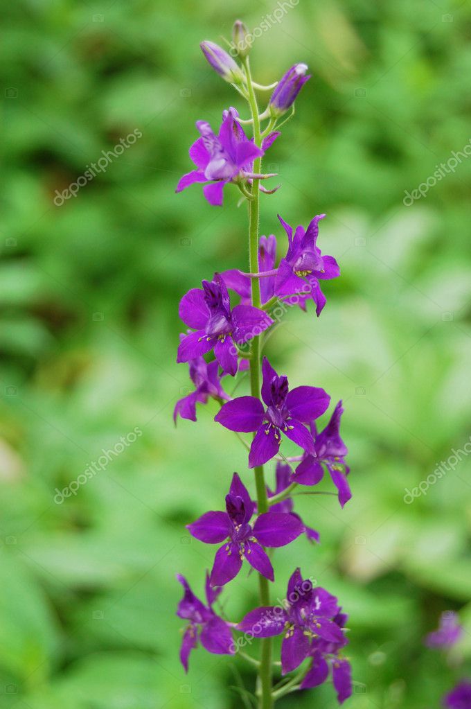 Belle cloche violette fleurs image libre de droit par Soyka564 © #8479188