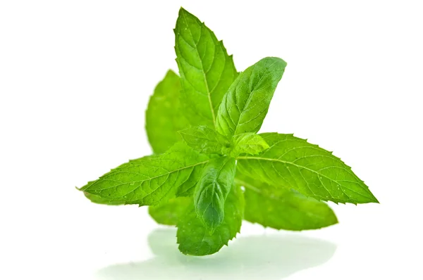 Daun mint segar yang dipilih — Stok Foto