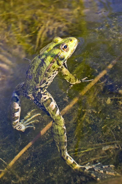 Edible frog in water — Stock Photo, Image