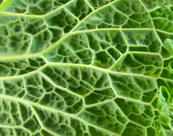 stock image Leaf of Cabbage
