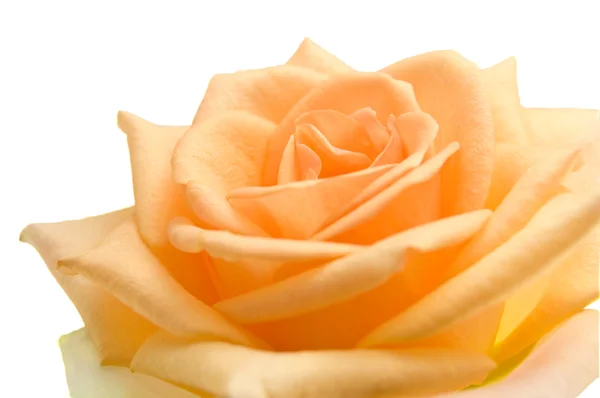 Oranje rose op de witte — Stockfoto