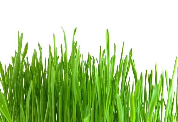 Vereinzeltes grünes Gras auf weißem Hintergrund — Stockfoto