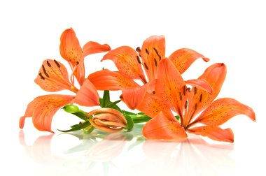 Orange lily isolated on white background clipart