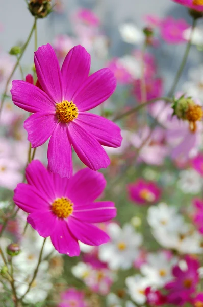Hermosas flores de campana rosa —  Fotos de Stock