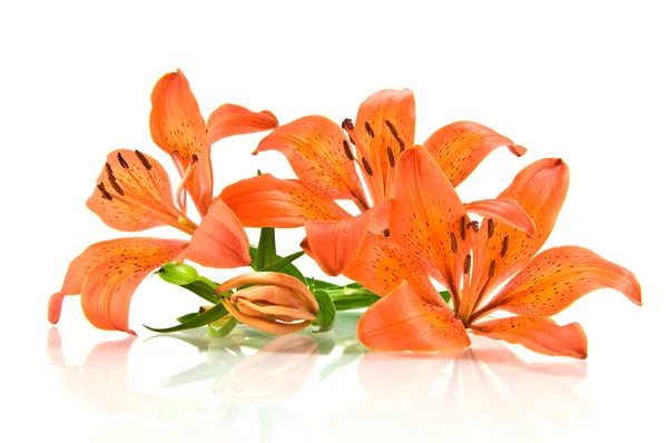 Оранжевый лилии изолированы на белом фоне — стоковое фото