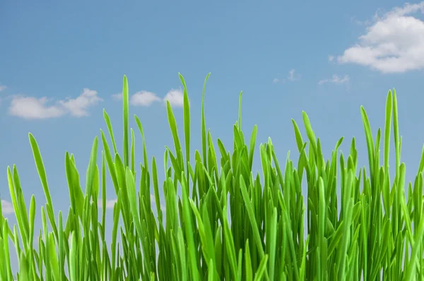 Hierba verde fresca bajo el cielo azul — Foto de Stock