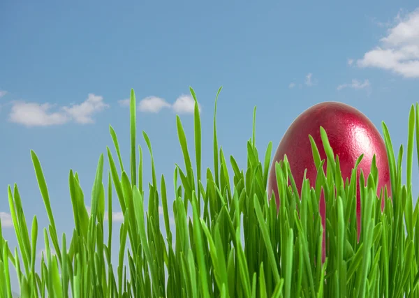 Mavi gökyüzünün altında yeşil çim kırmızı Paskalya yumurtaları — Stok fotoğraf